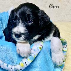 Bordoodle Puppies from Smarti Doodles