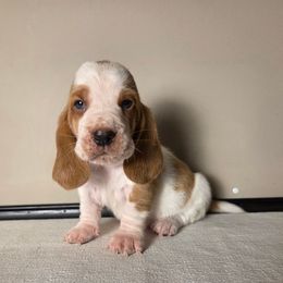 Pudge - Red and white male Basset Hound puppy in Denison, Texas from Emma Lou's Baby Bassets