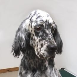 Sydney - English Setter