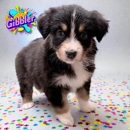 GIBBLER - Black Tri Female - Black tri-color female Australian Shepherd puppy in Gainesville, Texas from Lady Luck Aussies
