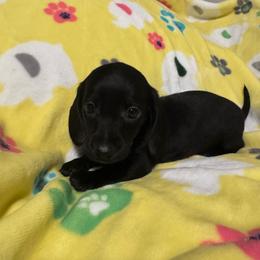Winston: Boy solid black - Black male Dachshund puppy in Casselberry, Florida from Amore Mini Dachshund Breeders & More