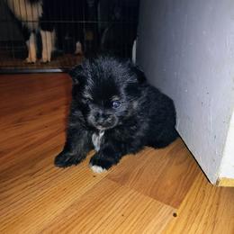 Rocky - Black and tan parti male Pomeranian puppy in Albany, New York from K&A Little Wonder's