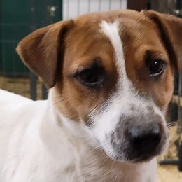 Mark - White and tan male Russell Terrier puppy in Divide, Colorado from Outlaw Farm and Kennel