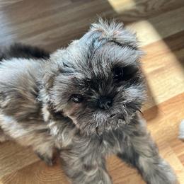 Boy 3 - Brindle male Shih Tzu puppy in Silver Spring, Maryland from Saraya’s Shih Tzus