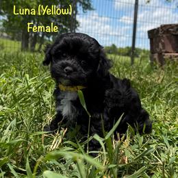 Luna - Black and white female Shichon puppy in De Pere, Wisconsin from Kinzor Kennels