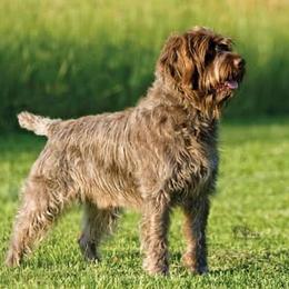 Buster - Wirehaired Pointing Griffon