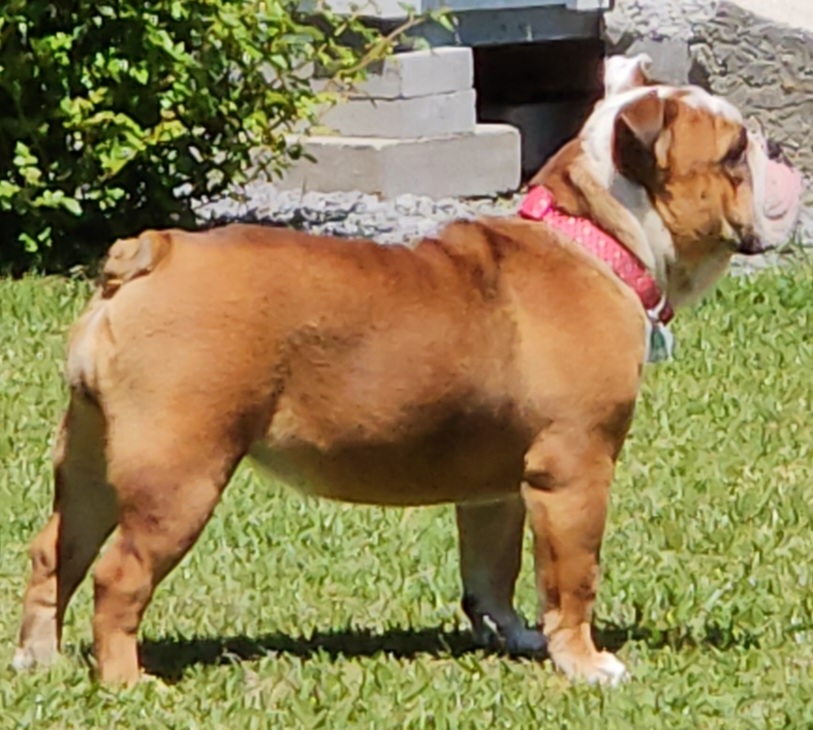 Bulldogs from J&B Quality Bulldogs
