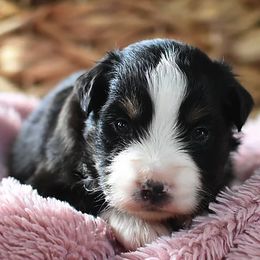 Miniature Australian Shepherds and Toy Australian Shepherds from Magnolia Hills Farm