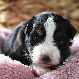 Miniature Australian Shepherds and Toy Australian Shepherds from Magnolia Hills Farm