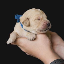 Boy 1 - male Golden Retriever puppy in Oregon from A Goldens First Love