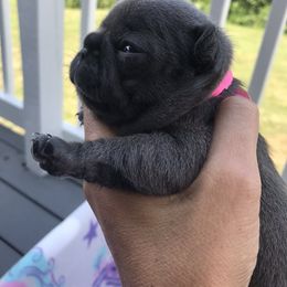 French Bulldog Puppies from Crooked C Ranch