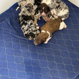 Bernedoodle and Goldendoodle Puppies from Harper’s Heartbeats