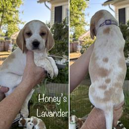 Honeys Lavender - Lemon and white female Beagle puppy in Brownsville, Oregon from Beagles on the Run