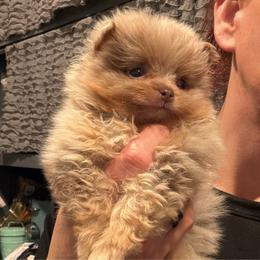 Slater - Blue merle male Pomeranian puppy in Franklin, North Carolina from A&J Cutie Pawtooties