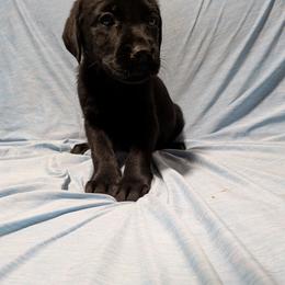Light Blue - Black female Labrador Retriever puppy in Parma, Idaho from Campbell Valley Labradors