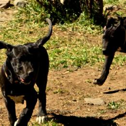 Great Danes from Rose Great Danes