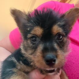 Bree - Black and tan female Norwich Terrier puppy in Blountville, Tennessee from Parker Place  Puppies (Mini schnauzers and Norwich Terriers)