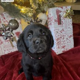 Girl 1 - Black Labrador Retriever puppy in Beavercreek, Oregon from Sweetwater Spring Labradors
