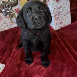 Girl 1 - Black Labrador Retriever puppy in Beavercreek, Oregon from Sweetwater Spring Labradors