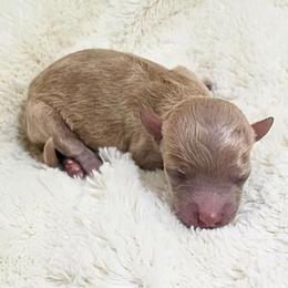 Porsche. - Apricot female Cavapoo puppy in Gunnison, Utah from Curls and Camo Pups