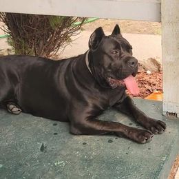 Nephthys - Cane Corso