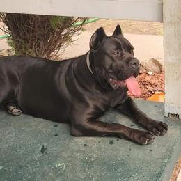 Nephthys - Cane Corso