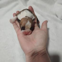 Male 2 - Seal and white male Boston Terrier puppy in Catawba, North Carolina from Lil Wiggles Boston Terriers