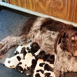 Ellie - Wirehaired Pointing Griffon