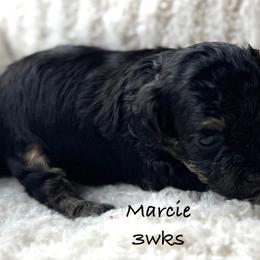 Marcie - Black and tan female Yorkipoo puppy in Waldorf, Maryland from Luv My Yorkies, LLC
