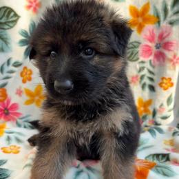 Sarsaparilla - Black and red female German Shepherd puppy in Coplay, Pennsylvania from By My Side Germans Shepherds & Dobermans
