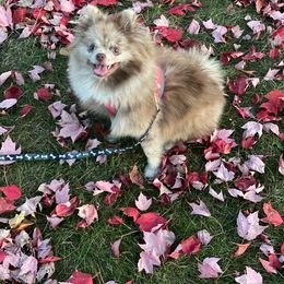 Yuki - Pomeranian