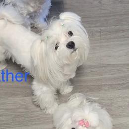 Maltipoo Puppies from Maine's Maltipoos