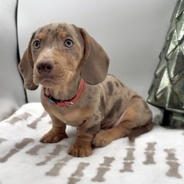 Buddy - Dapple male Dachshund puppy in Goodyear, Arizona from AZ Royal Doxies llc