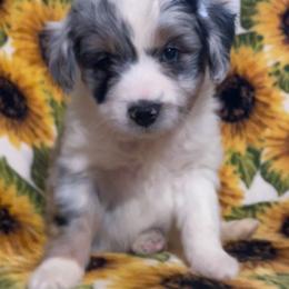 Aussiedoodle All Grown Up from Mini AussieDoodles on Meadow Lane