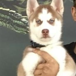 Siberian Huskies from Oryan's Siberian Huskies