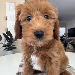 Astro - Apricot male Goldendoodle puppy in Gilbert, Arizona from DogHouse Doodles