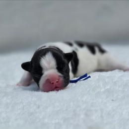 Blue collar - Brindle and white male French Bulldog puppy in Polk City, Florida from Best Friend Frenchies, LLC