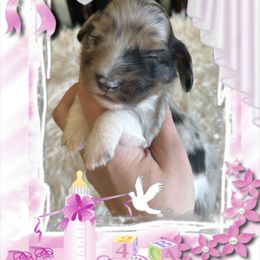 Girl - Dachshund puppy in Missoula, Montana from Rocky Mountain Dachshunds