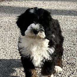 Bernedoodle and Pyredoodle Puppies from FDF Pyredoodles & Bernedoodles