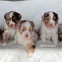 Miniature Australian Shepherd Puppies from AV Mini Aussies