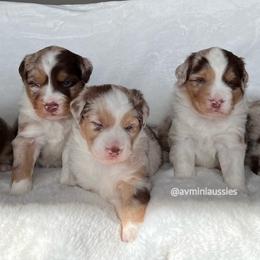 Miniature Australian Shepherd Puppies from AV Mini Aussies