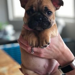 French Bulldog Puppies from Western Skies French Bulldogs