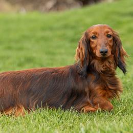 Suri - Dachshund
