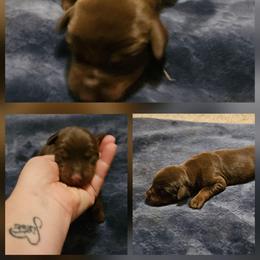 Jolene - Red and rust female Doberman Pinscher puppy in Mount Orab, Ohio from Heyne Kennels