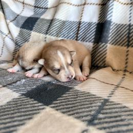 Navy - Wolf sable male Pomsky puppy in Doon, Iowa from Luxury Pomsky