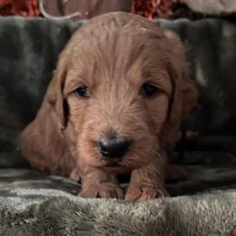 Casper - Blue collar - Apricot male Goldendoodle puppy in Puyallup, Washington from Dawnie’s Doodles