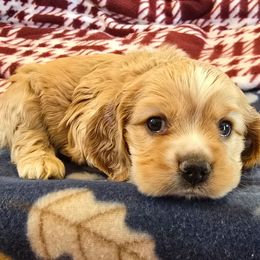 Dazzle - Buff and white female Cocker Spaniel puppy in Platteville, Wisconsin from Elk Grove Cocker Spainels