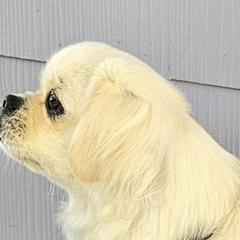 Tibetan Spaniels from Coastal Peaks Tibetan Spaniel Breeder