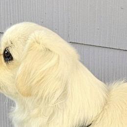 Tibetan Spaniels from Coastal Peaks Tibetan Spaniel Breeder