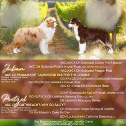 Australian Shepherd puppies from Forestwood Australian Shepherds